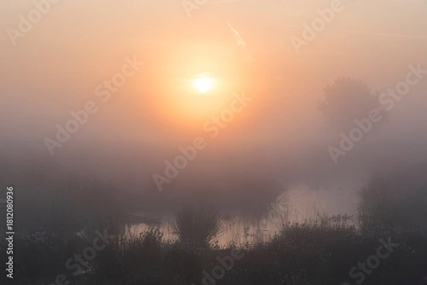 Fototapeta A sunrise over a marshy area with reed and a tree on the side in the Netherlands. The sky is orange and the sun is rising in the middle of the photo.