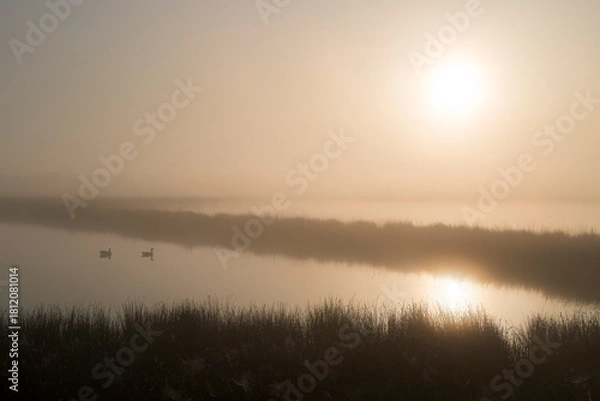 Fototapeta A sunrise over a lake with grass in the front and in the middle of the photo. Two geese are floating on the water. The sun is rising on the left side.