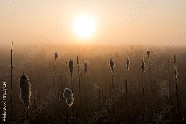Fototapeta A sunrise over a meadow with cattail. The orange sun is rising in the middle of the photo in the Netherlands.