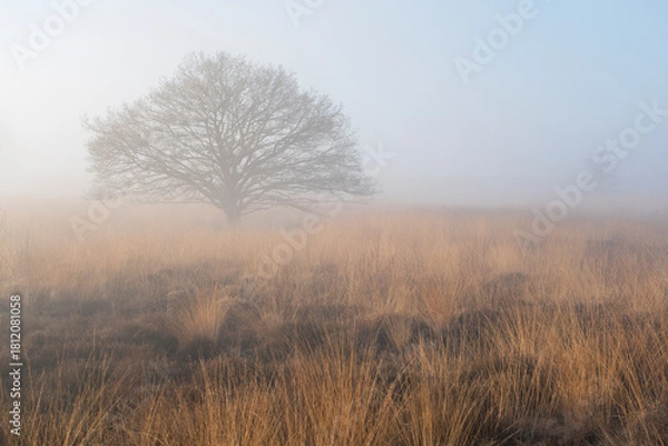 Fototapeta A tree stands in a field of dry grass. The sky is foggy and the sun is shining lightly in the Netherlands.