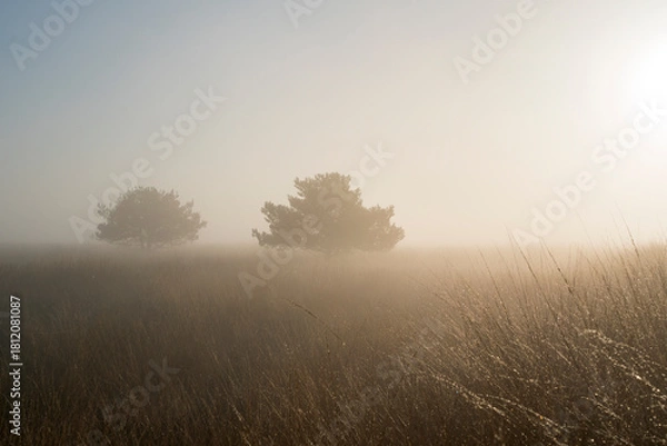 Fototapeta Two trees are standing in a field of dry grass. The sky is foggy and the sun is shining lightly in the Netherlands.