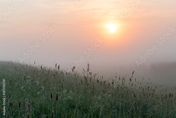 Fototapeta A sunrise over a meadow with grass in the front and the orange sun is rising in the background in the Netherlands.