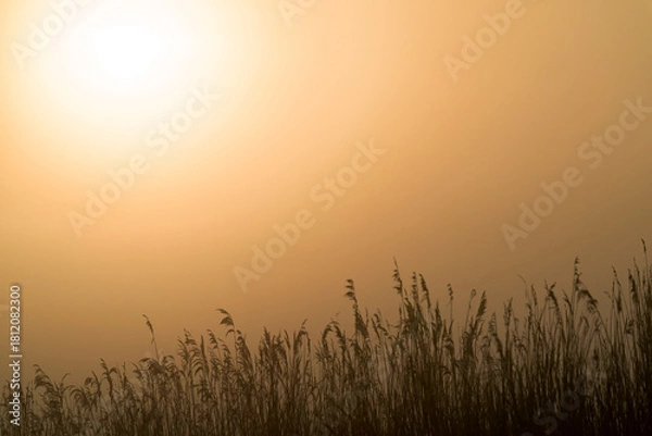 Fototapeta A sunrise over a meadow with grass in the front and the orange rising sun makes the background orange in the Netherlands.