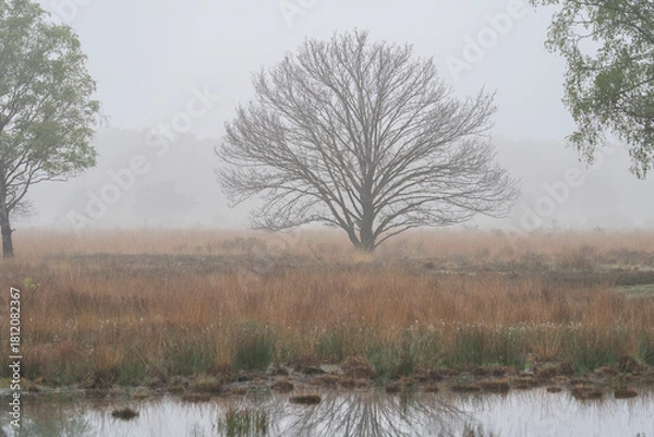 Fototapeta A few trees are standing in a field of dry grass. The sky is foggy in Haaksbergerveen in the Netherlands. In the front the reflection of the tree is visible in the water.