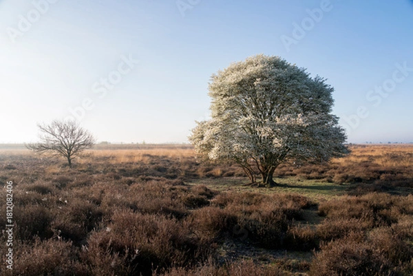 Fototapeta A tree stands in a field of dry grass. The sky is clear and the sun is shining in the Netherlands.