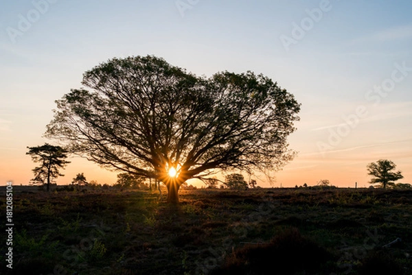 Fototapeta A beautiful sunrise in the early morning over a heather field with a single tree in the middle of the photo and the rising sun in the middle of the tree. Springtime on the Sallandse Heuvelrug in the N