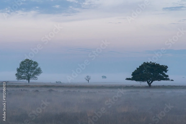 Fototapeta Two tree stands in a misty field with grass. The sky is overcast and the air is cool and damp. The scene is quiet and peaceful, with the tree providing a sense of solitude and calm. Dwingelderveld in 