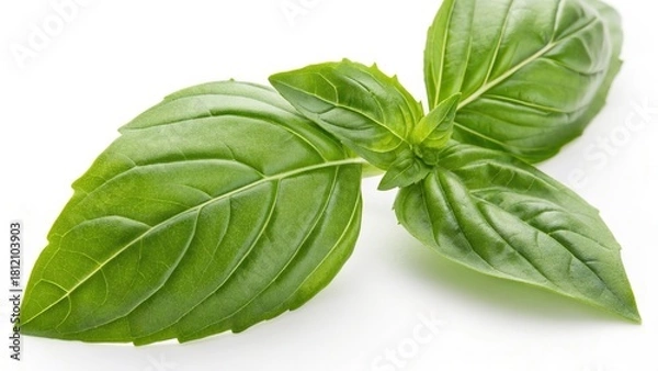 Obraz fresh basil isolated on a white background