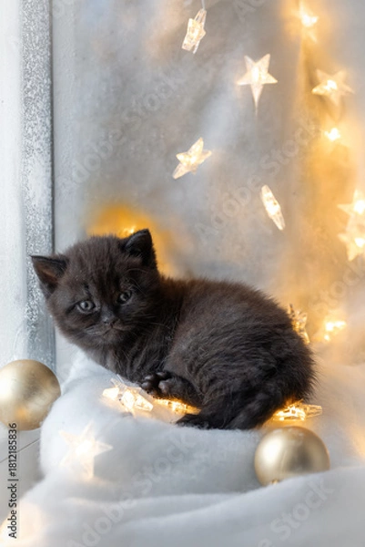 Obraz Christmas background with a British Shorthair kitten