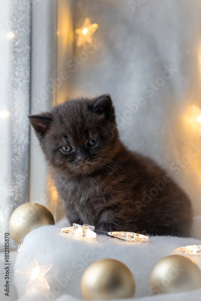 Obraz Christmas background with a British Shorthair kitten