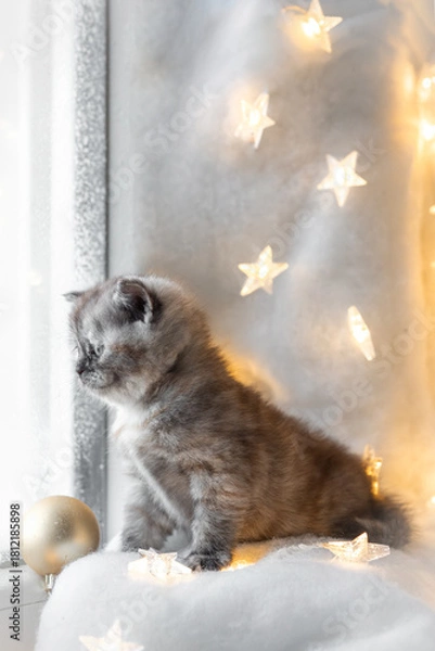 Obraz Christmas background with a British Shorthair kitten