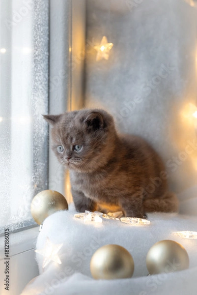 Obraz Christmas background with a British Shorthair kitten