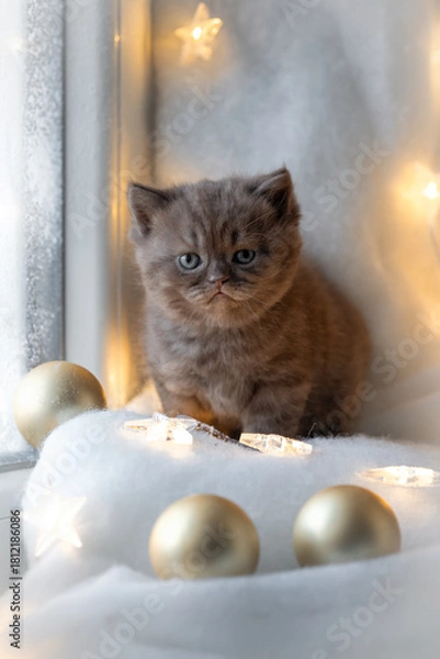 Obraz Christmas background with a British Shorthair kitten