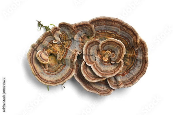 Fototapeta Trametes versicolor Grzyb
