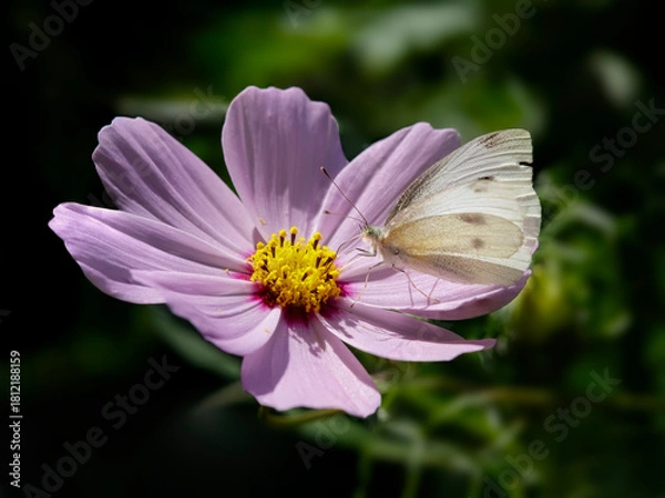 Obraz Autumn white butterfly