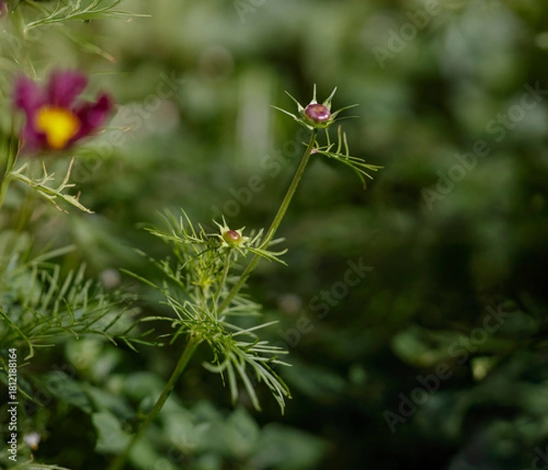 Obraz Autumn flowers buds