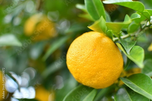 Fototapeta 柚子がなる
