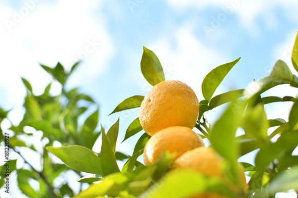 Obraz 柚子　青空