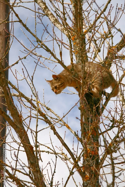 Obraz Cat climbing a tree looking down in fear