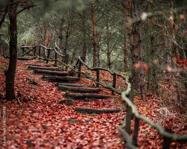 Obraz A Woodland on Fire - Experiencing the Vibrant Red Leaves of Autumn