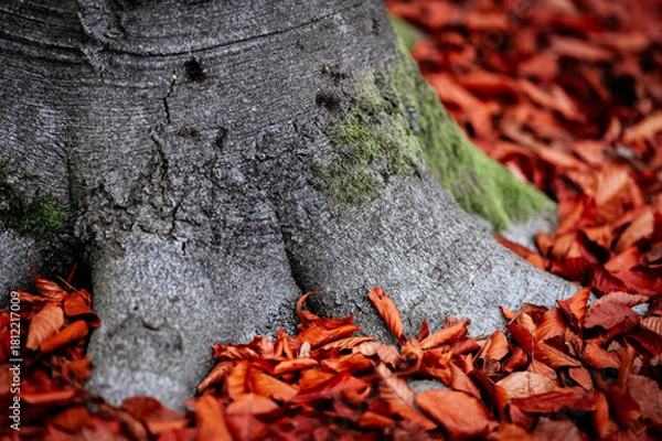 Obraz Crimson Red Leaves Draped Across Autumn Branches