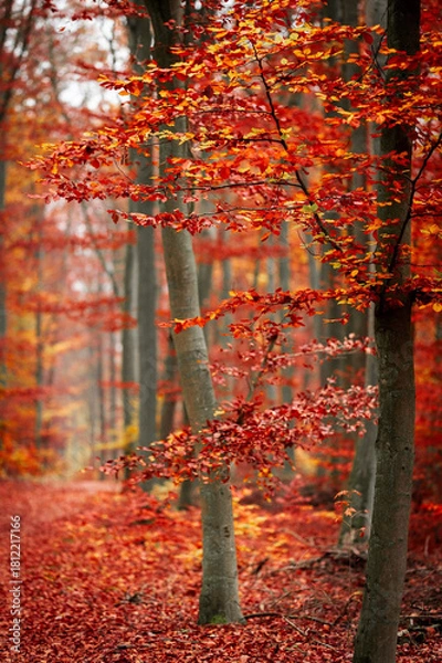 Obraz Nature’s Autumn Masterpiece - A Woodland Filled with Vibrant Red Leaves