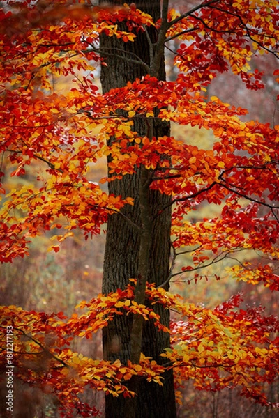 Obraz The Forest Ablaze - Experiencing Autumn’s Red Leaf Wonderland