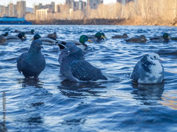 Obraz City pigeons bathing in a pond