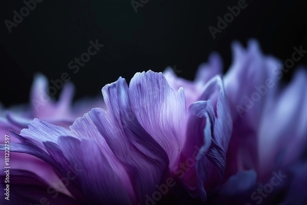 Fototapeta Macro detail of delicate flower petal edge in sharp focus with soft purple hues and dark background, highlighting natural texture and tranquility for nature-themed design projects.