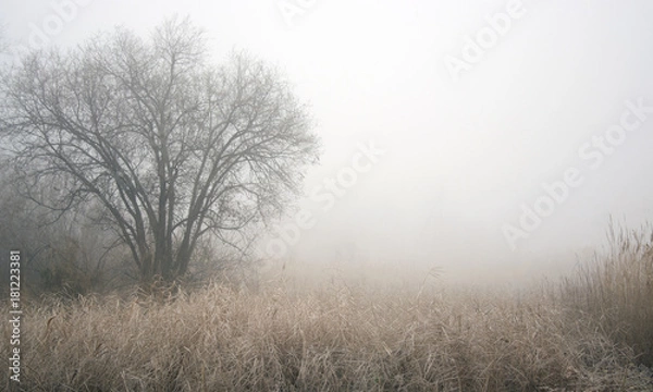 Fototapeta foggy morning. tree and road in fog