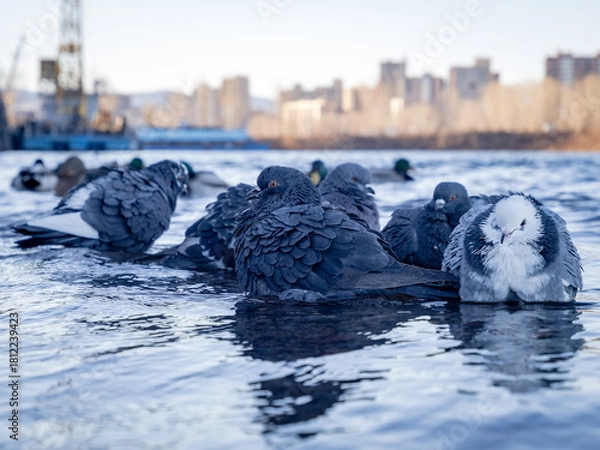 Obraz City pigeons bathing in a pond