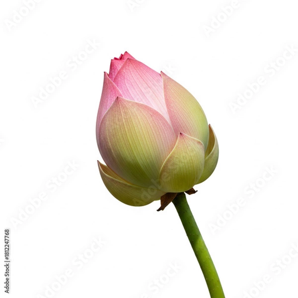 Obraz lotus isolated on white background