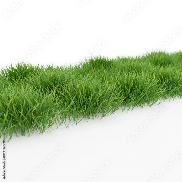 Obraz grass isolated on white background