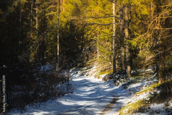 Obraz winter forest landscape with snow