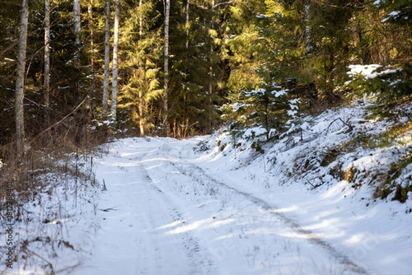 Obraz winter forest landscape with snow