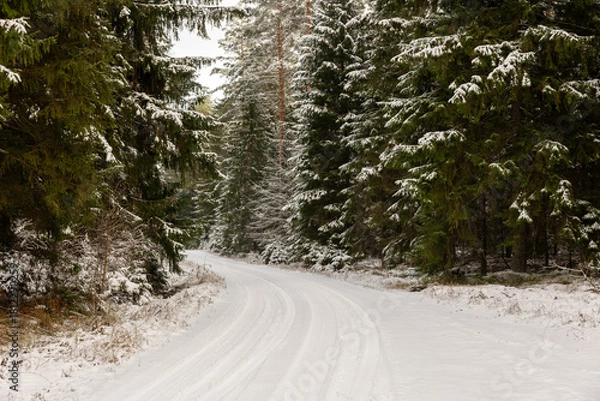 Obraz winter forest landscape with snow