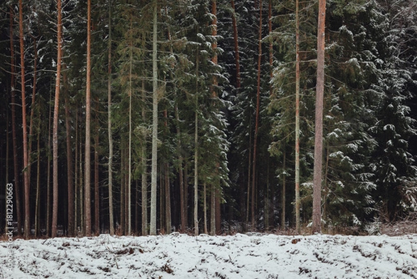 Obraz winter forest landscape with snow