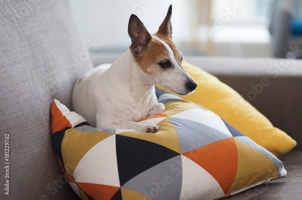 Fototapeta Jack Russel terrier small dog is creating on a pillow with bright geometric pattern
