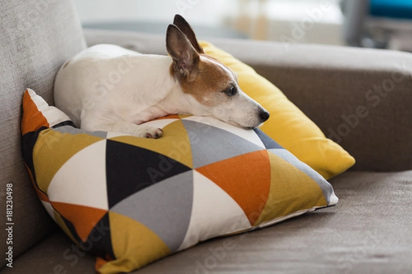 Fototapeta Jack Russell Terrier small dog resting on a pillow with graphic pattern