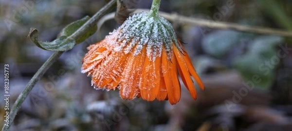 Obraz Orangefarbene Ringelblumenblüte mit Frost