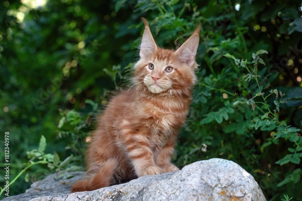 Obraz A big red maine coon kitten sitting on a tree in a forest in summer.