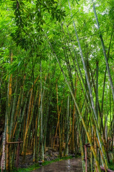 Obraz Many bamboo stalks and light beam,bamboo thick and green,bamboo forest with young Bamboos.