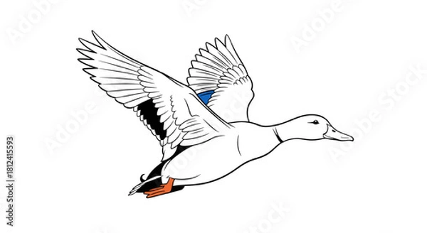 Fototapeta A line drawing illustration of a mallard duck in flight with its wings outstretched.
