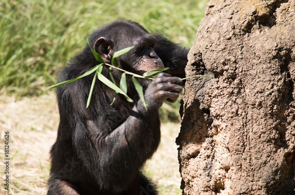 Obraz アリ塚に棒をさすチンパンジー