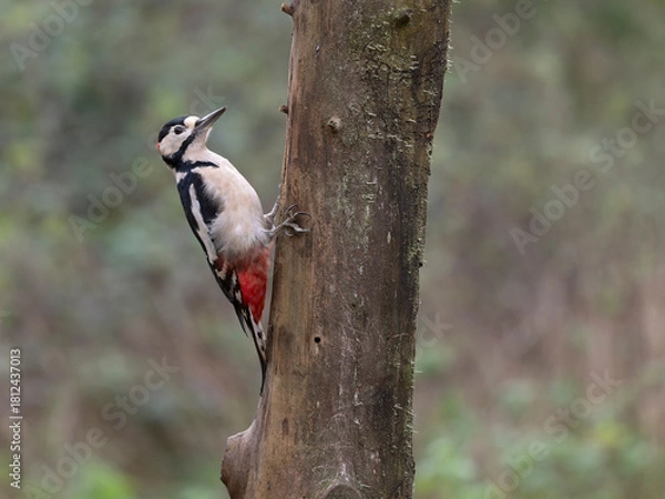 Obraz Great-spotted woodpecker, Dendrocopos major