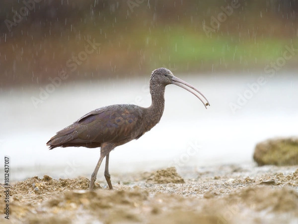 Obraz Glossy ibis, Plegadis falcinellus
