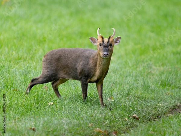 Obraz Muntjac, Cervus muntjak