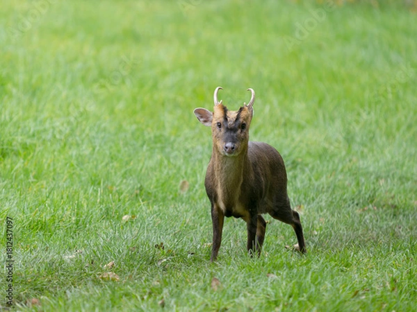 Obraz Muntjac, Cervus muntjak