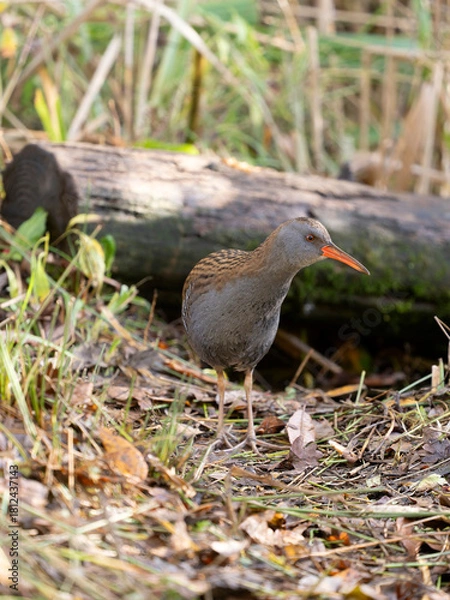 Obraz Water rail, Rallus aquaticus