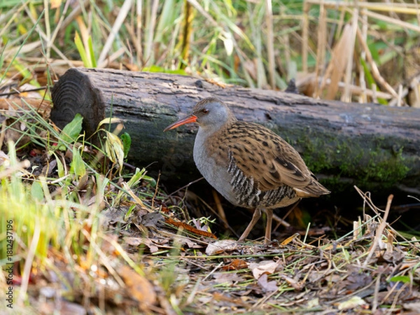 Obraz Water rail, Rallus aquaticus